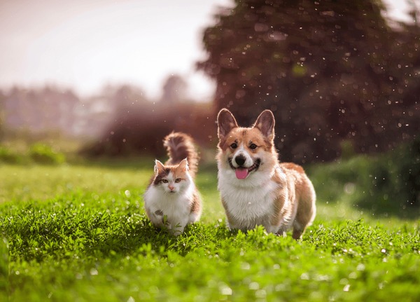 Why BloxCart is the Leading Adopt Me Shop for Instant Pet Delivery